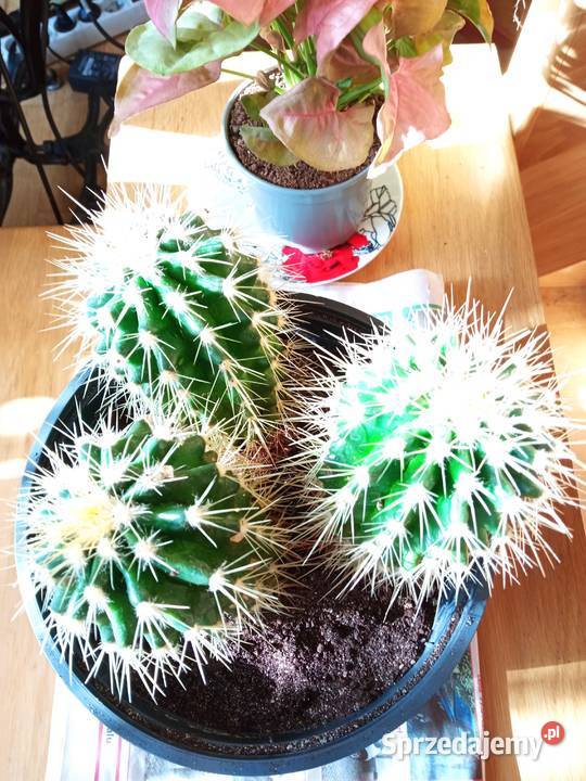 Kwiaty domowe różne może coś wybierzesz Białystok