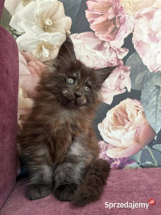 Maine Coon kotka Nera kujawsko-pomorskie Szembruk sprzedam