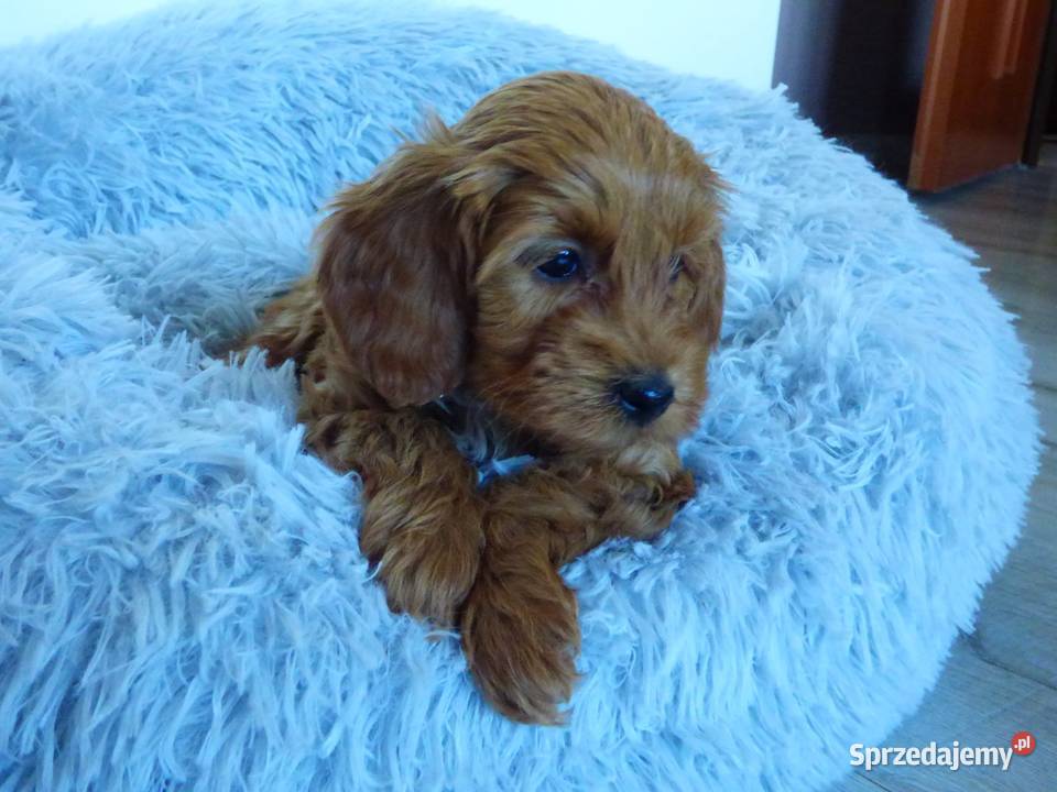 Suczka rasy Maltipoo Maltańczyk Kielce