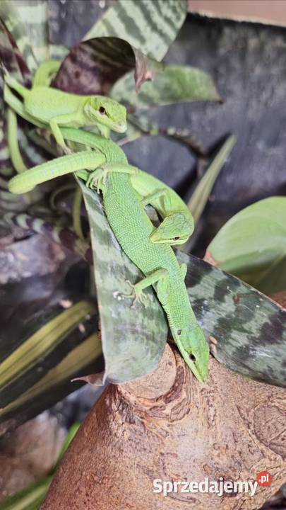 Takydromus dorsalis jaszczurki świętokrzyskie sprzedam