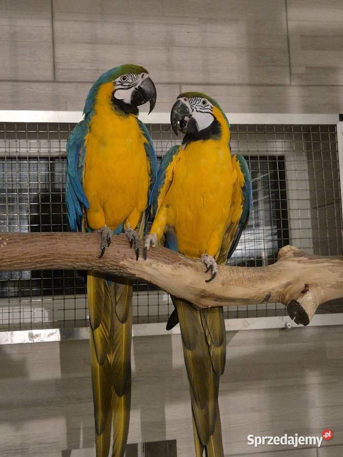 Ara Ararauna para do lęgów Ptaki Rakoniewice