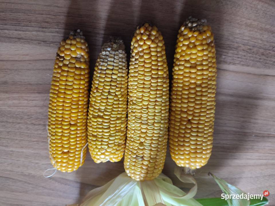 Kukurydza