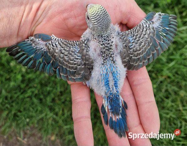 Papużki do ręcznego karmienia łatwo się oswajają Poznań