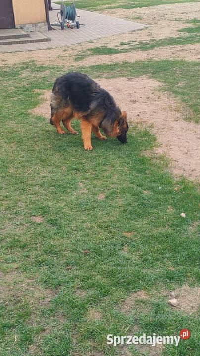 Owczarek niemiecki suczka Owczarek łódzkie sprzedam