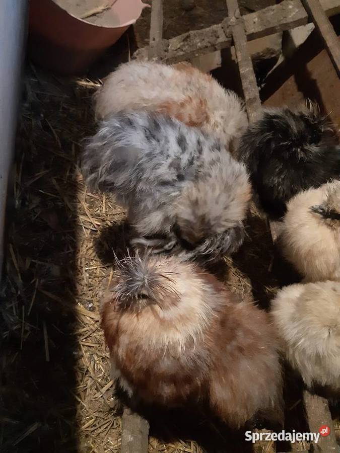 Silka silki koguty łódzkie