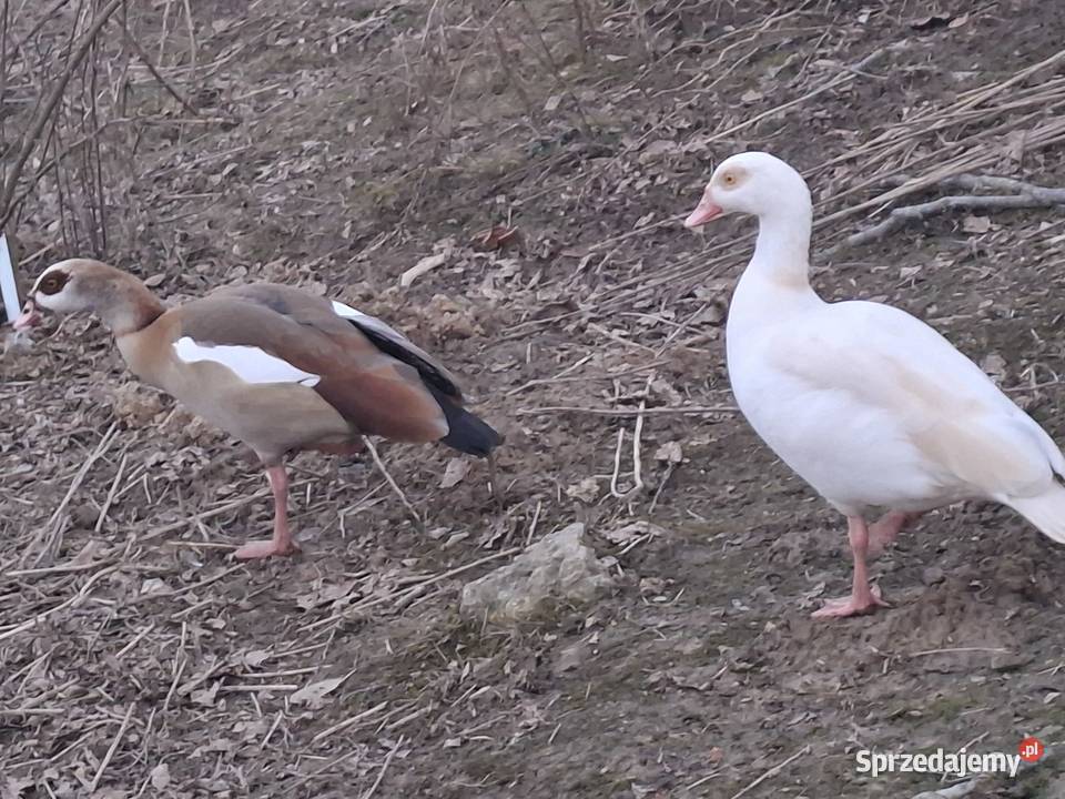 Gęsi Nilowe Zwierzęta małopolskie Gorlice
