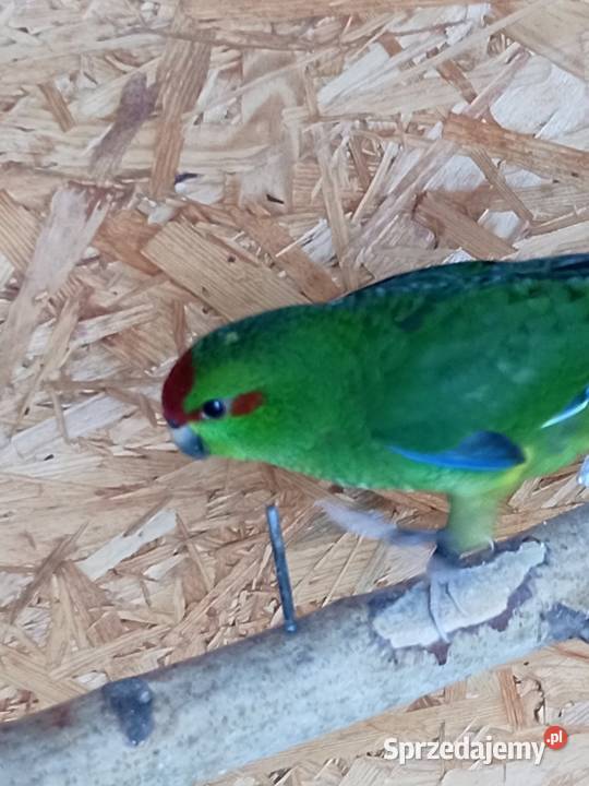Sprzedam papugi modrolotki kozie Mechlin sprzedam
