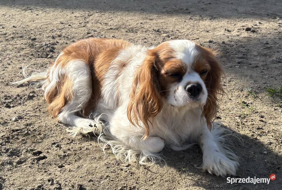 Cavalier King charles spaniel Mrocza