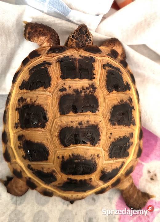 Żółw Stepowy Zwierzęta łódzkie Bełchatów