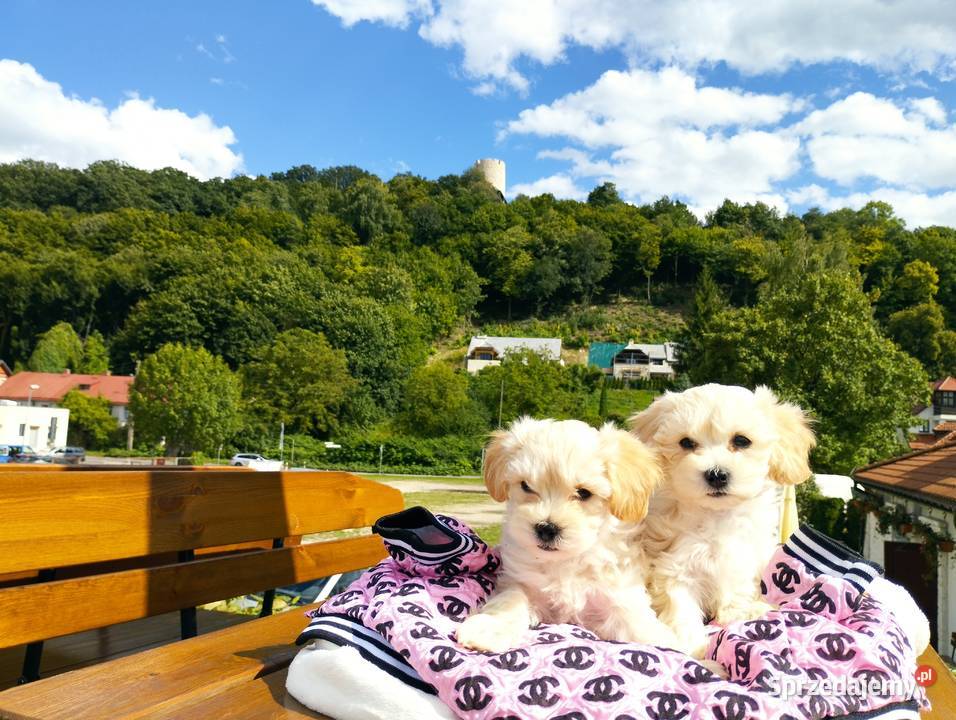 Maltipoo XS rodowodowe maltańczyk pudel Lublin sprzedam