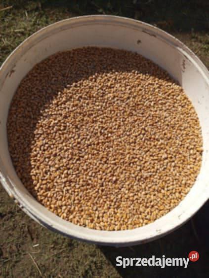 pszenica oścista Euclide tegoroczna Wieluń sprzedam