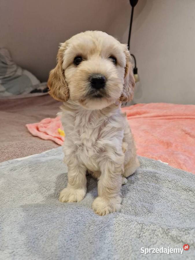 Cockapoo szczeniaki cockapoo