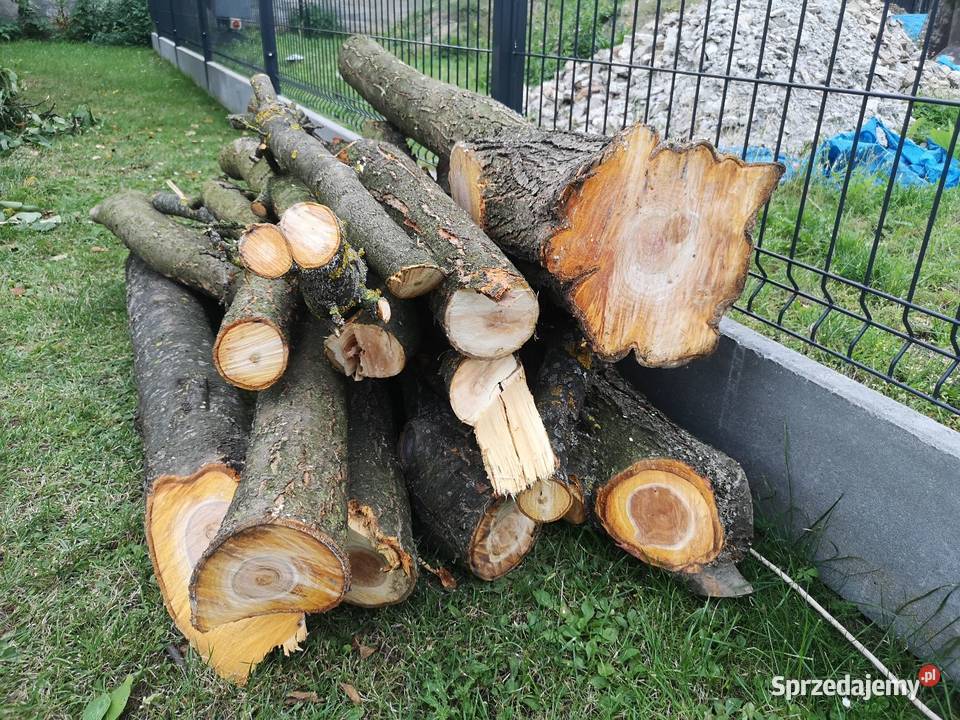 Świeżo ścięte dwie śliwy drewno śliwkowe do