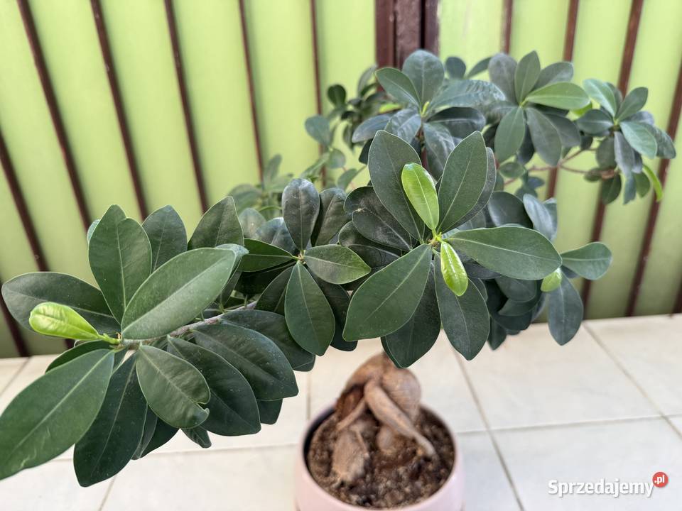 Fikus Bonsai doniczka