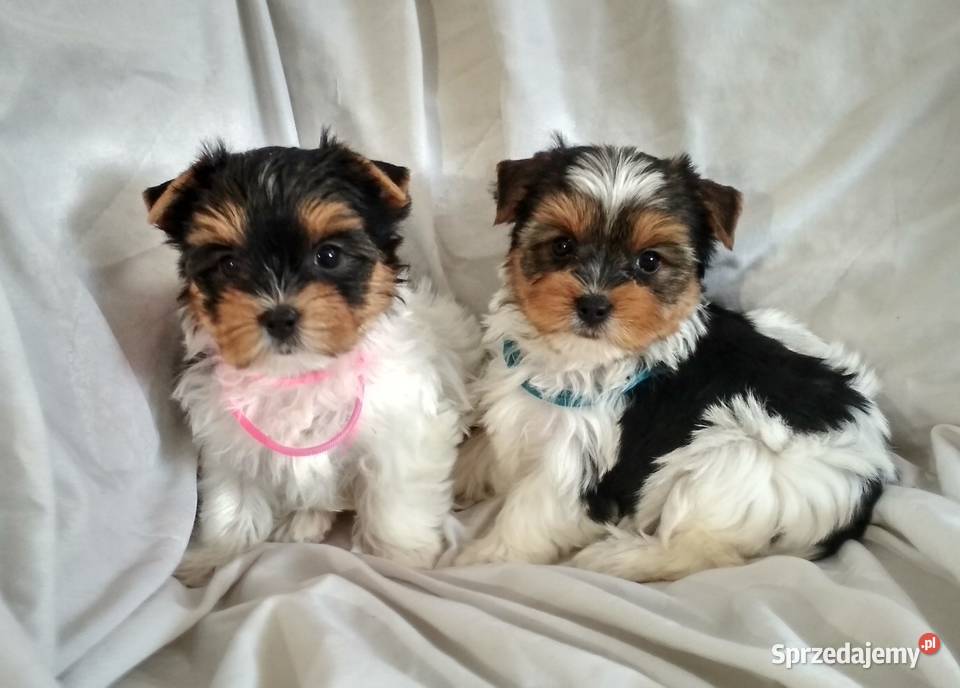 york biewer piesek 9tyg mocne umaszczenie Rzeszów