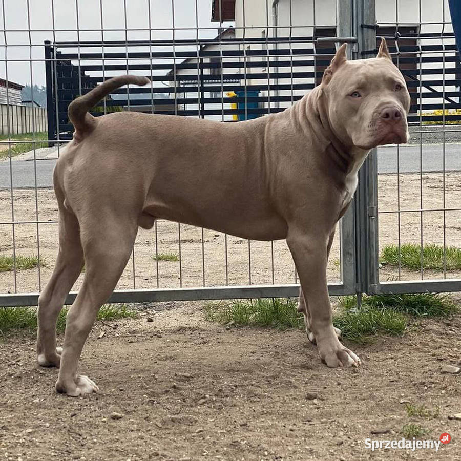 Amerykański Pit Bull Terrier szczenięta Opole