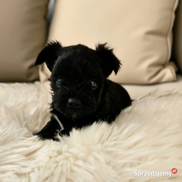 Czarny York Nie wybarwi się Umowa Rodowód Chip