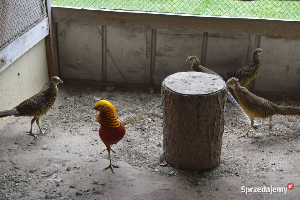 Bażanty złociste czerwone i bananowe koguty i