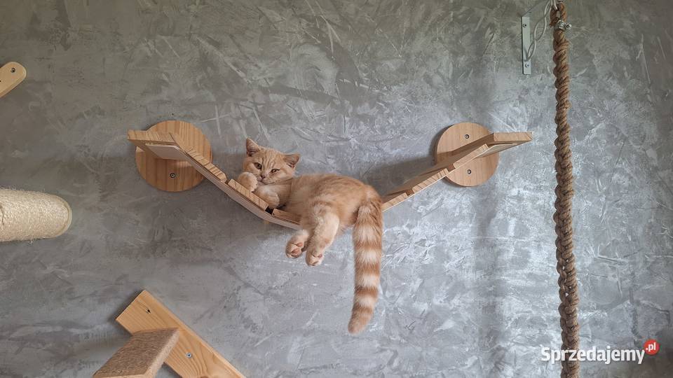 Kot Koty brytyjskie Czerska Struga