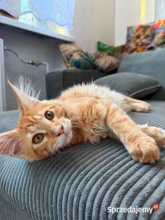 Maine Coon 3 kocurki Starogard Gdański
