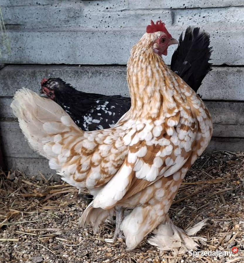 Jaja lęgowe karzełki łapciate Łochów