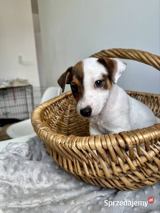 Rasowy Jack Russell Terrier ARTHOR z rodowodem Poznań