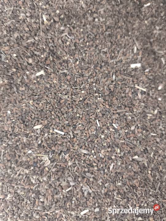 Facelia nasiona poplon Pozostałe