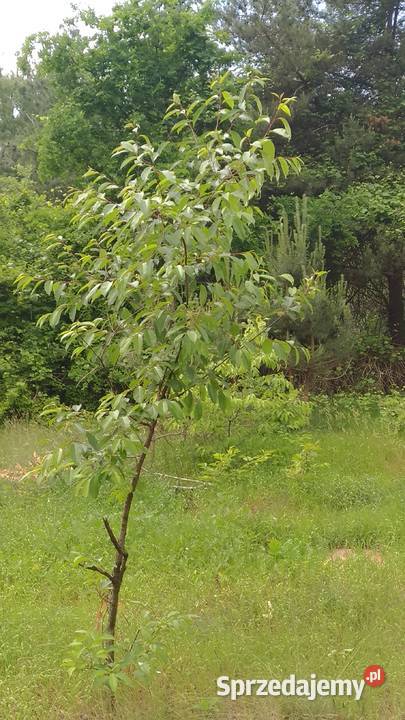 Drzewka Dąb Sosna Brzoza kopane Liściaste łódzkie Łódź