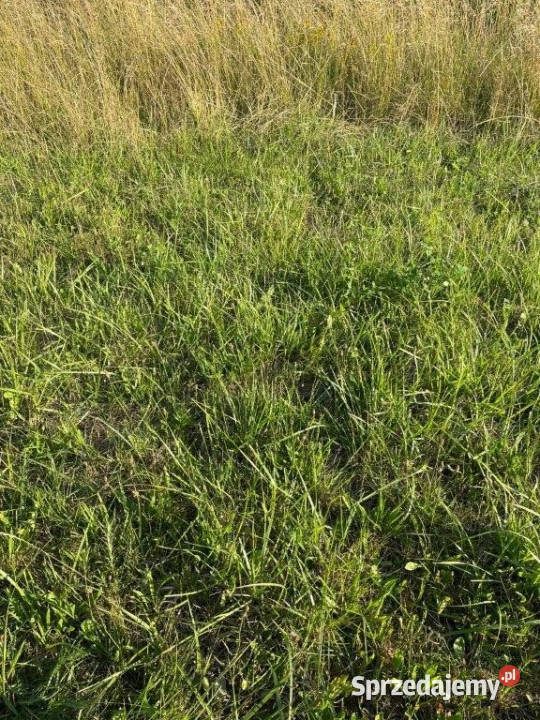 Grunt 2000m2 Dębki