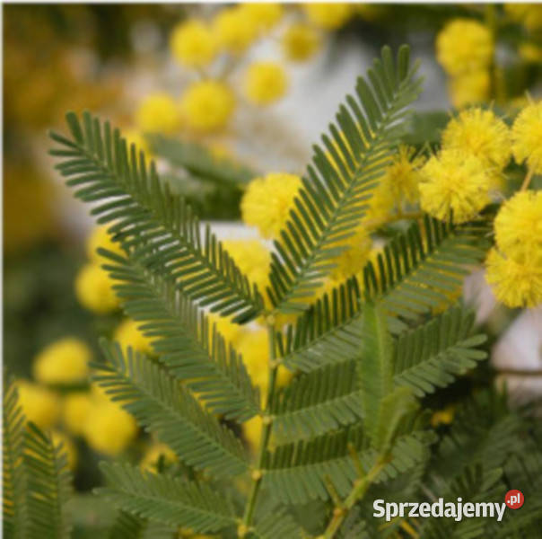 AKACJA SREBRZYSTA Acacia dealbata NASIONA 100g
