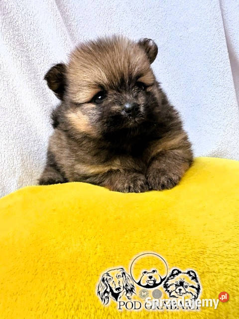 Szczeniaki pomeranian ZKwPFCI Szpic miniaturowy Pruszcz Gdański