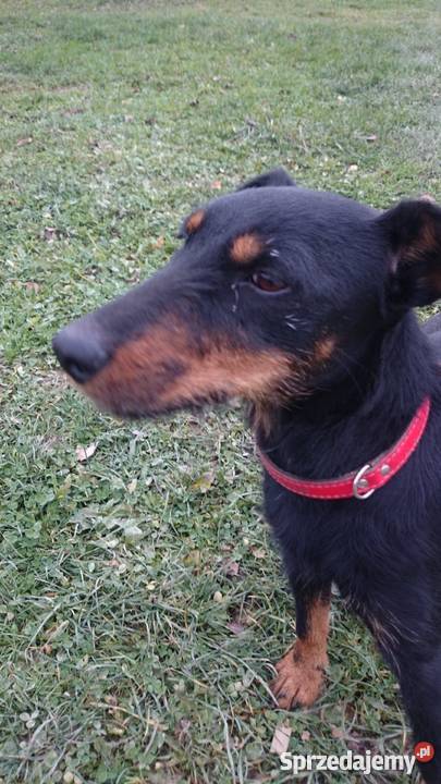 Terier Niemiecki jagdterier Psy Sulistrowa