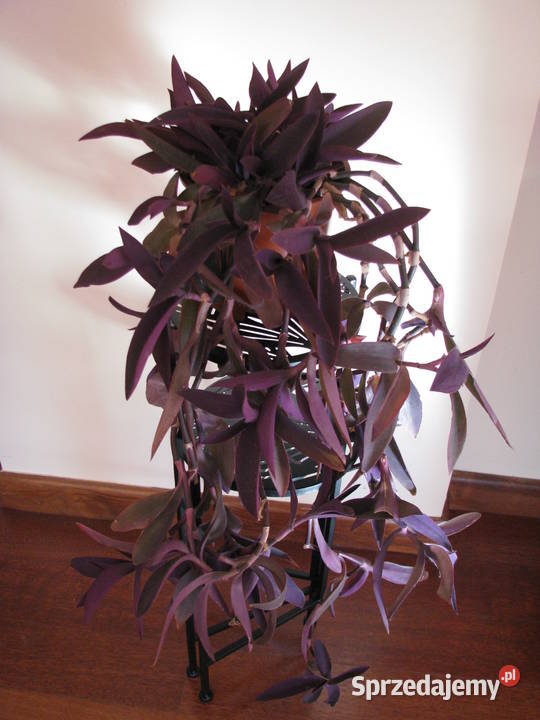 Trzykrotka purpurowa tradeskancja setkrezja duża małopolskie Brzegi