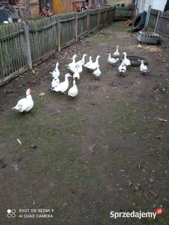 Kaczki Francuskie Dulcza Mała