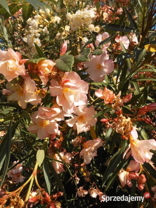Szczepki oleander powinny zakwitnąć w 2021 roku małopolskie Wadowice