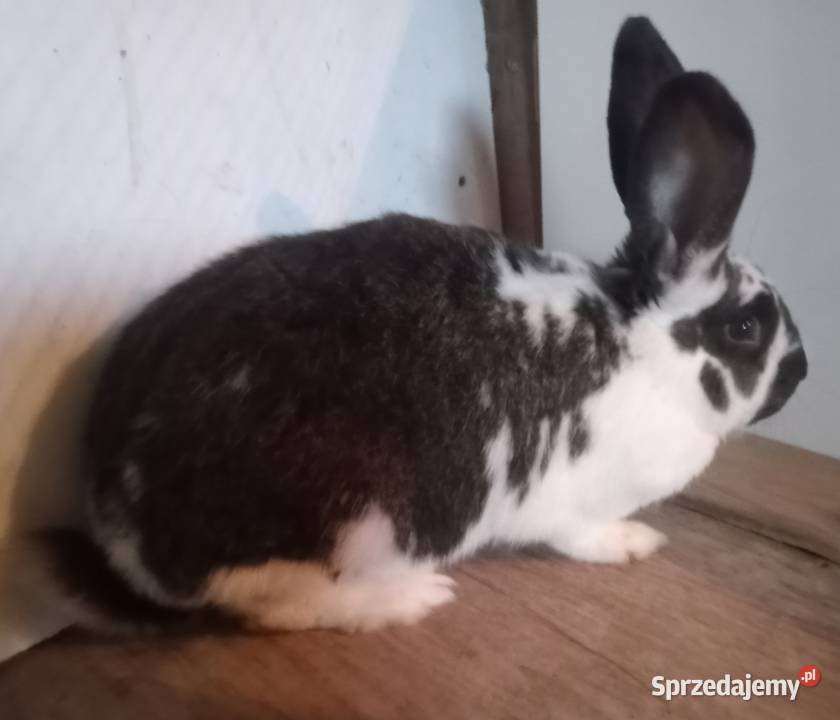 Samica srokacz królik Zajączki Pierwsze