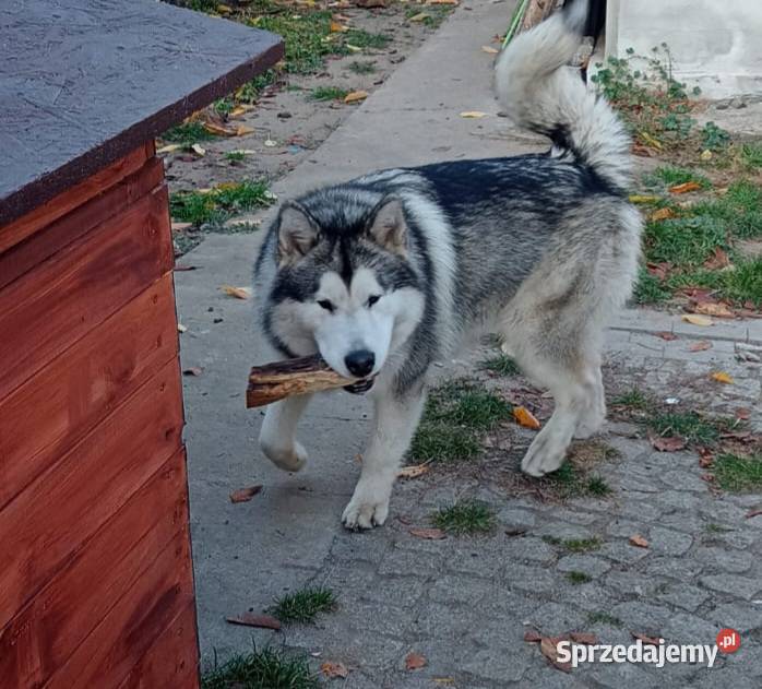 Wyjątkowa Alaskan Malamut szczeniak Nowa Sól