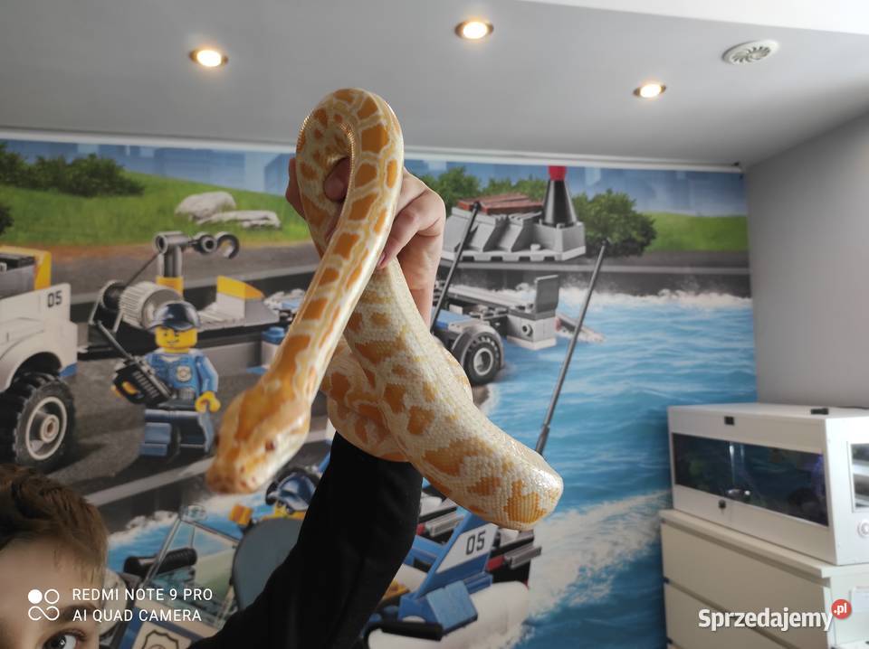 Pyton tygrysi samica roczna Chobędza