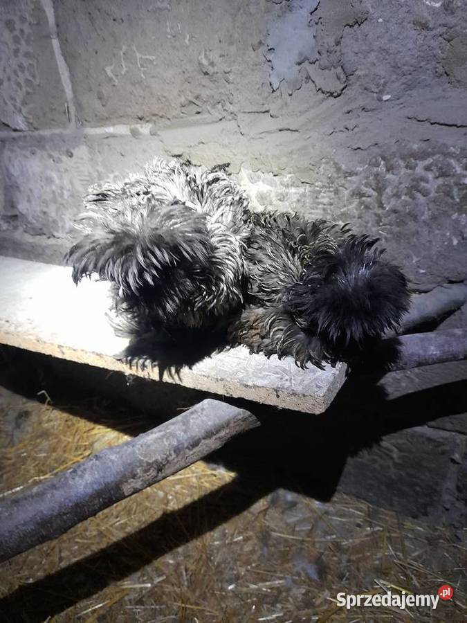 Koguty silki jedwabistej Drób i ptactwo sprzedam