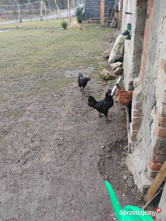 ayami cemani dolnośląskie Zebrzydów