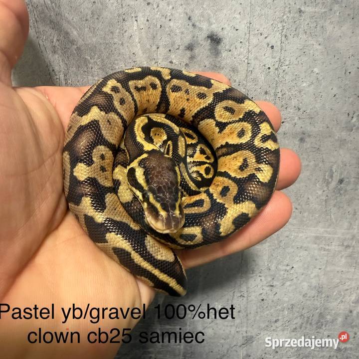 Wąż królewski mazowieckie Grodzisk Mazowiecki