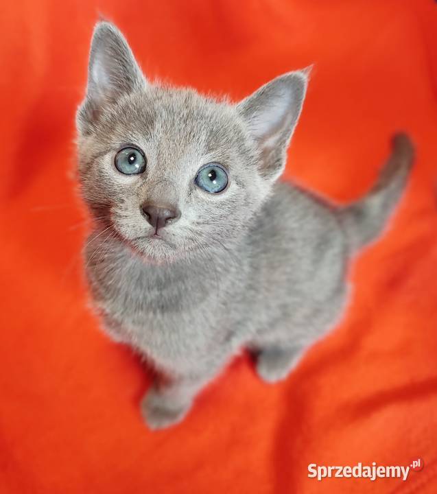 Kocięta rosyjskie niebieskie Toruń sprzedam