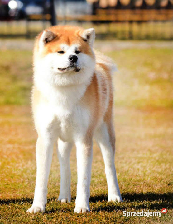 AKITA INU DOSKONAŁE SZCZENIACZKI WYBITNYCH RODZI zachodniopomorskie Wałcz