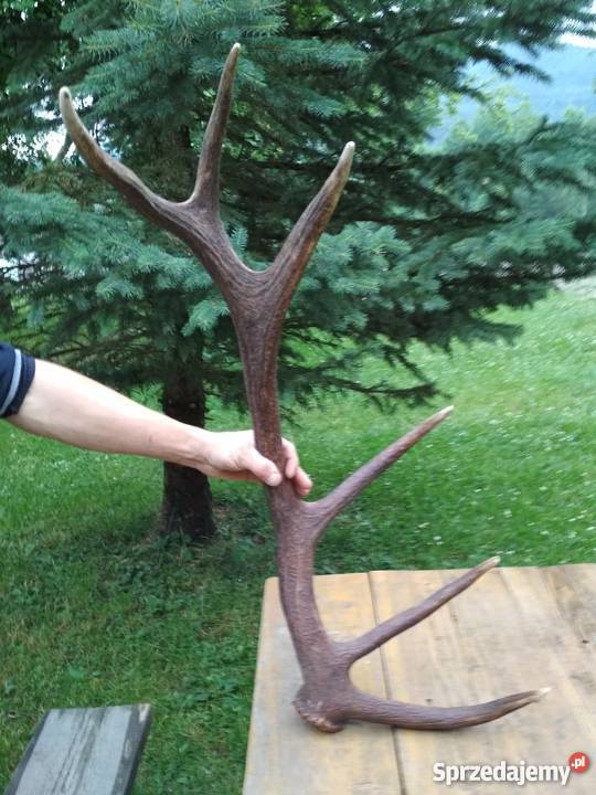 Sprzedam jedno poroże Jelenia sprzedam