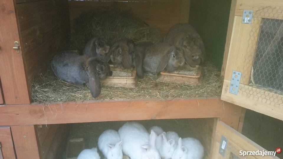 Kroliki Nowozelandzki Bialy i Baran Kosewo