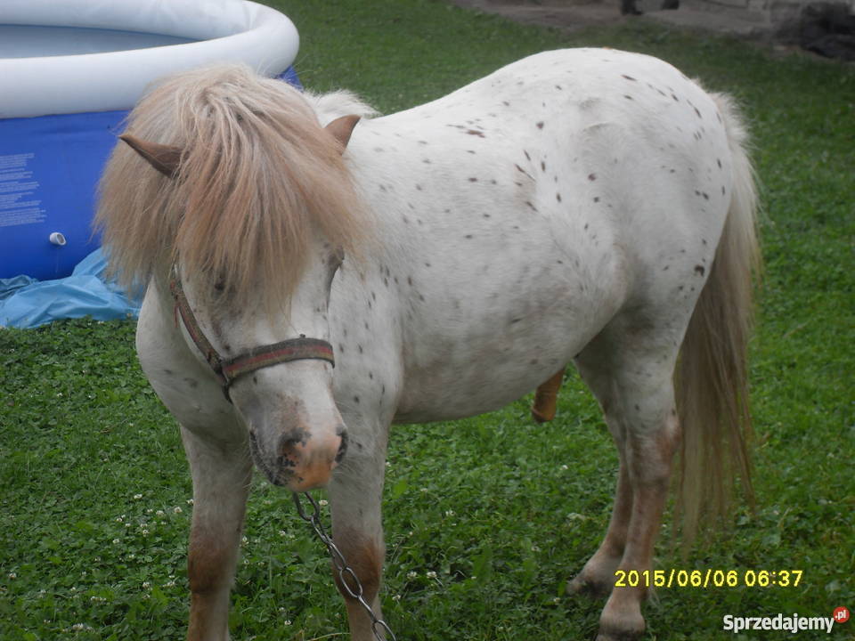 kuc kucyk Tarant ogier Seredzice