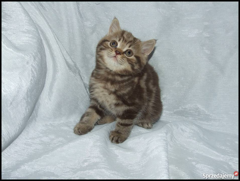 Kocięta Brytyjskie Silver Tabby Kraków sprzedam