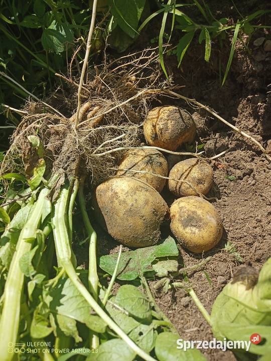 Warzywa naturalne prosto z polaEko skrzynka Wojciechów
