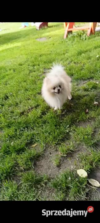 Szpic miniaturowy pomeranian Opole Lubelskie