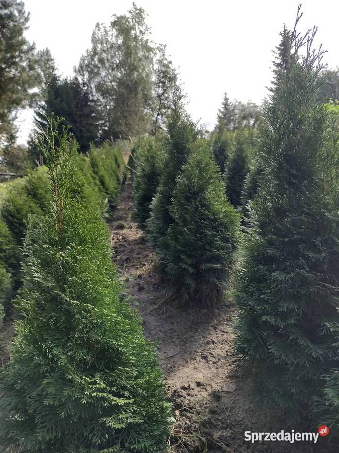 Tuja szmaragd Thuja szmaragd smaragd Kurów sprzedam